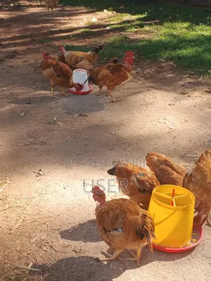 Kenbro Chicken