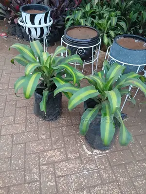 Dracaena Fragrans Plant.