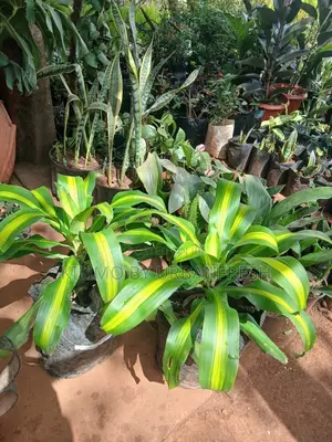 Dracaena Fragrans Plant.