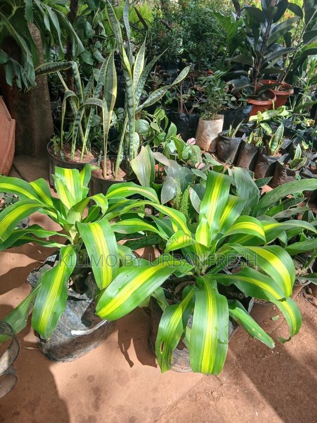 Dracaena Fragrans Plant.