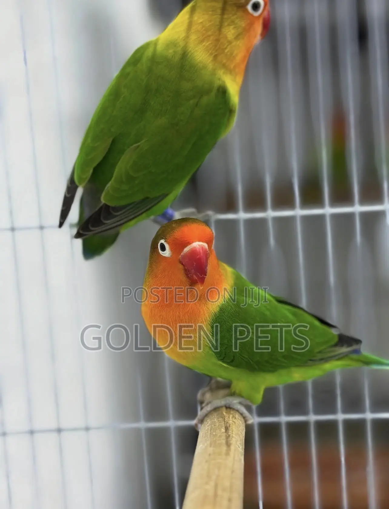 Lovebirds Best Quality