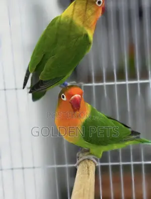 Lovebirds Best Quality