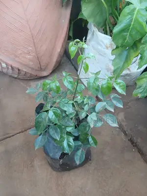 Jasmine Pandorea Plant