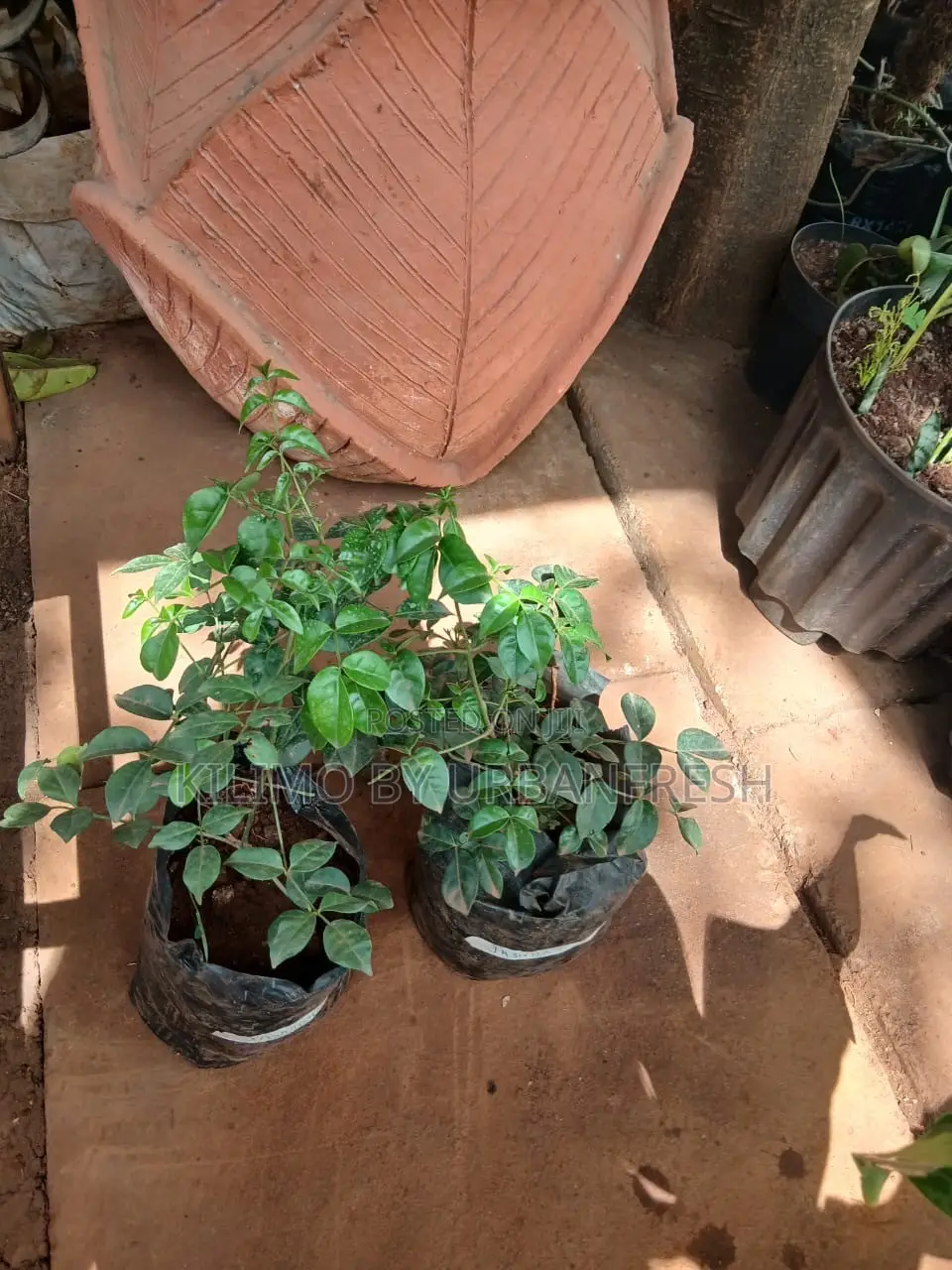 Jasmine Pandorea Plant