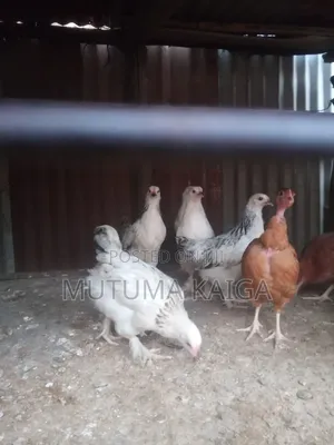 Brahma Chicken, Kangas, Turkey, Pekin Bantams. Ornamental Birds.