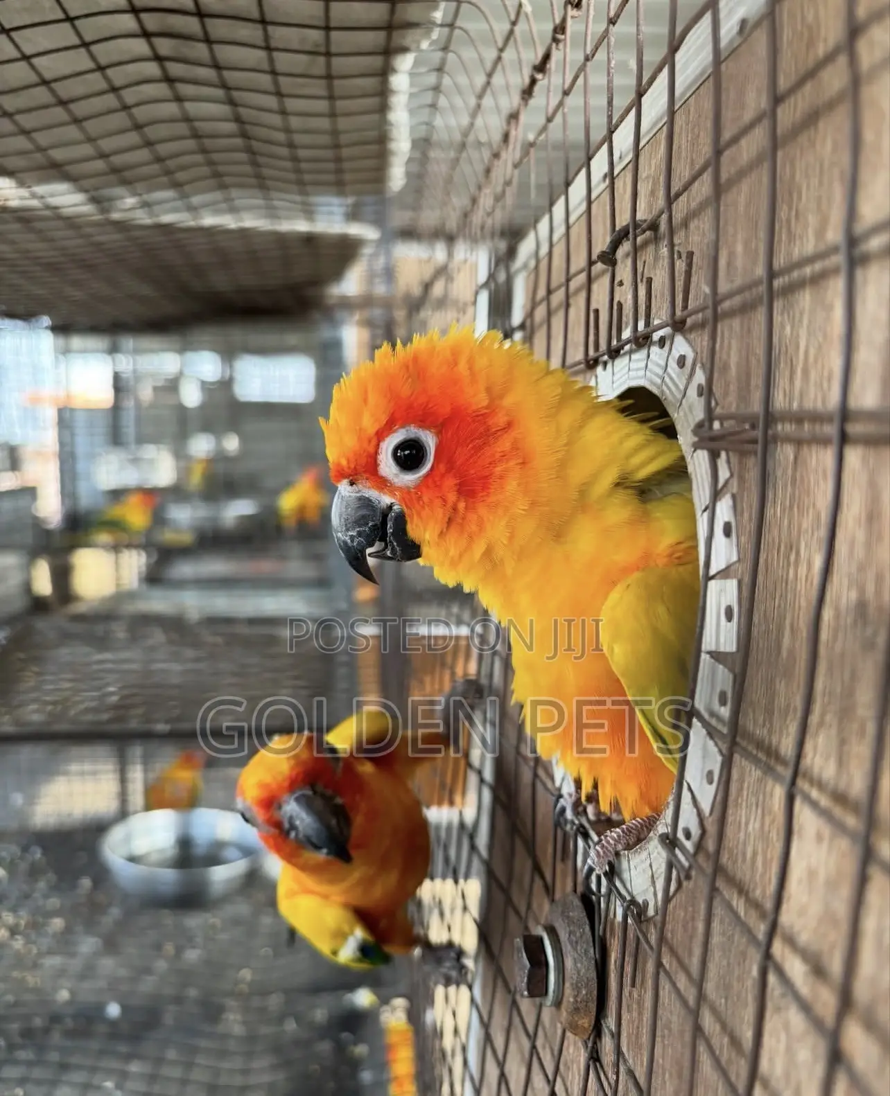 Sunconures Available