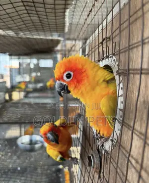 Sunconures Available