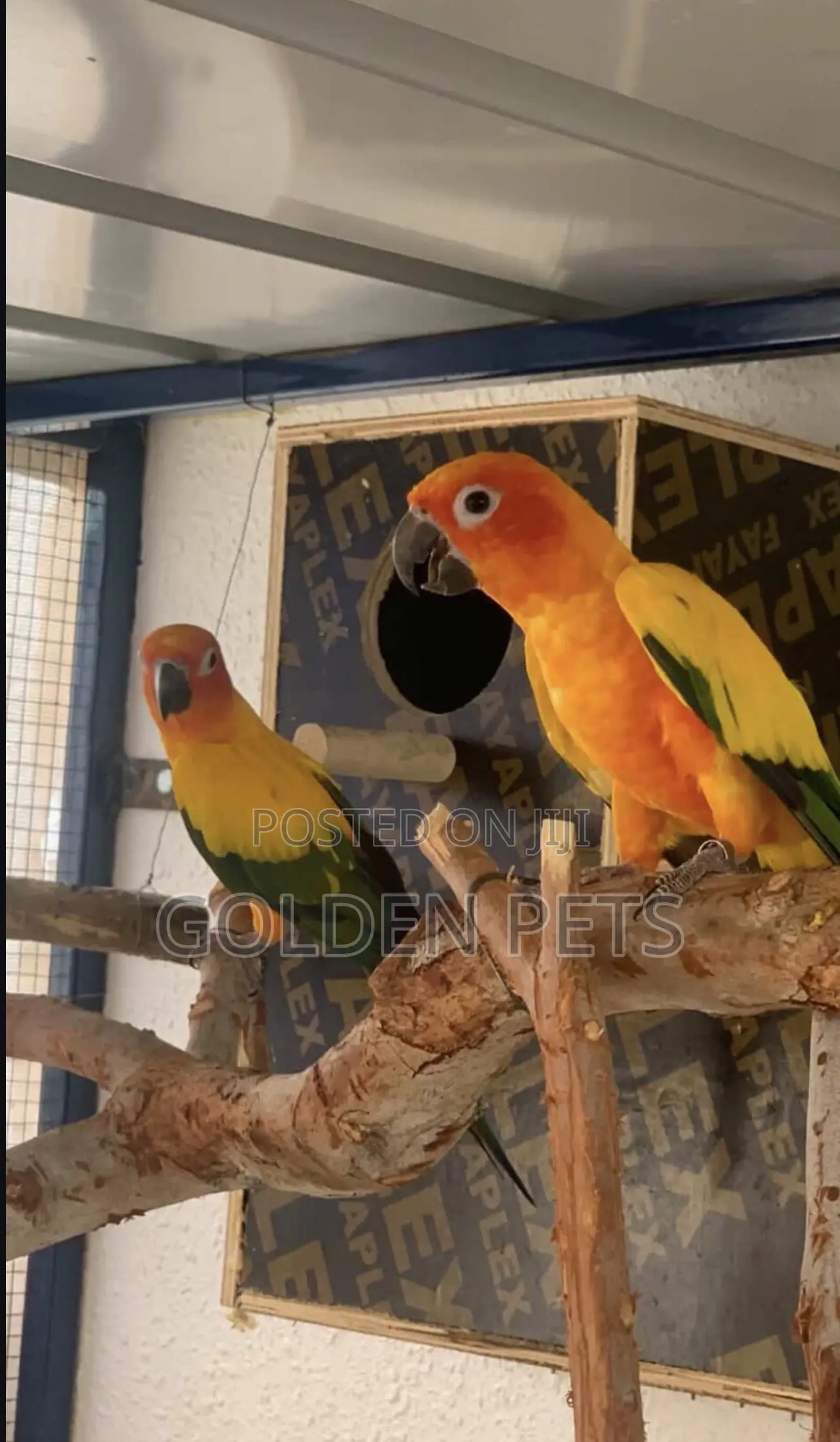 Sunconures Quality