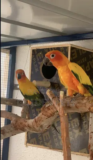 Sunconures Quality