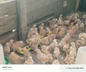 3 Weeks Old Improved Kienyeji Chicks