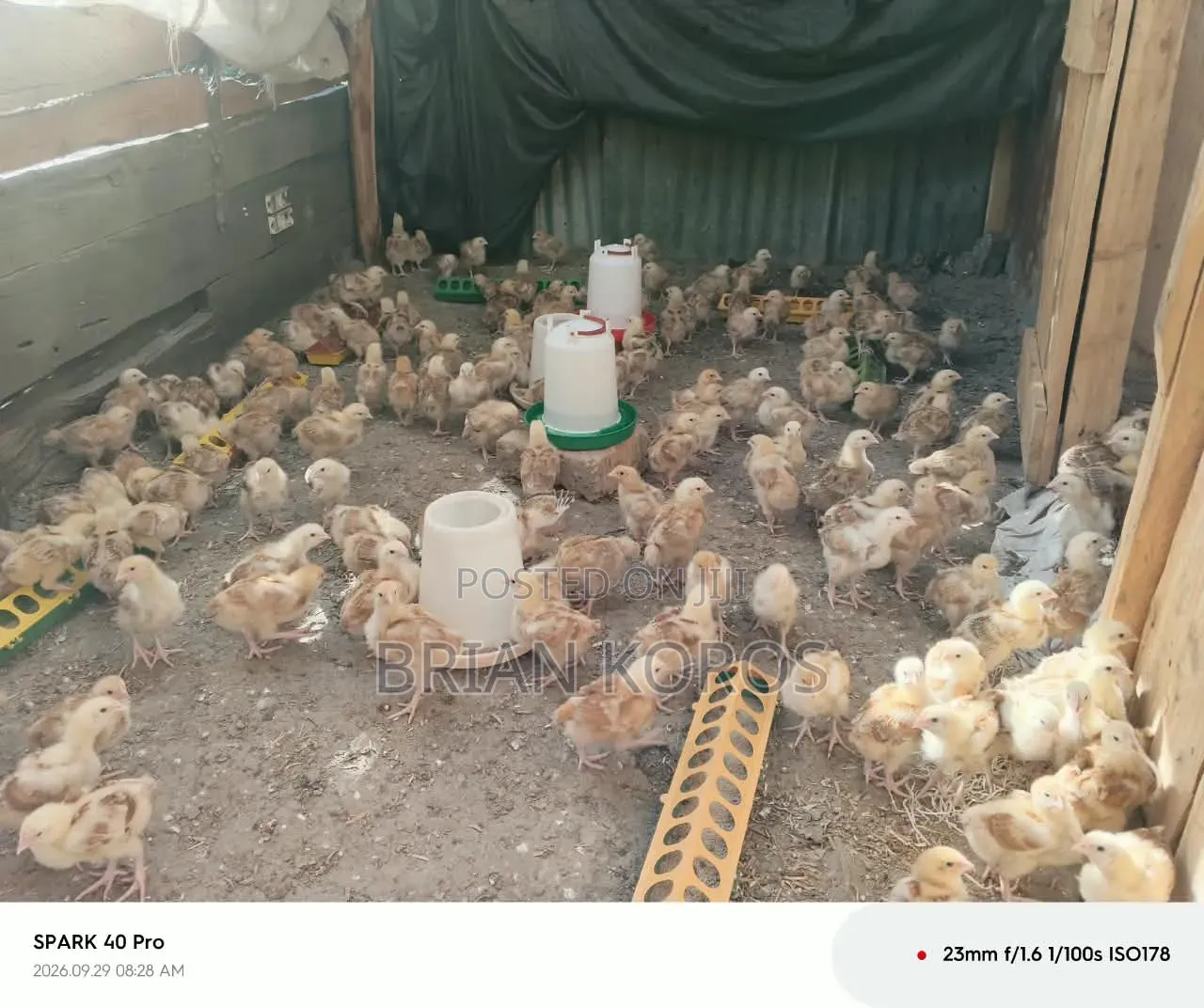 3 Weeks Old Improved Kienyeji Chicks