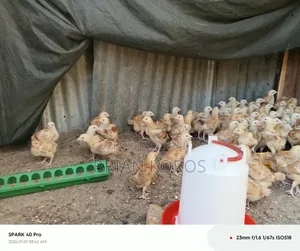 3 Weeks Old Improved Kienyeji Chicks