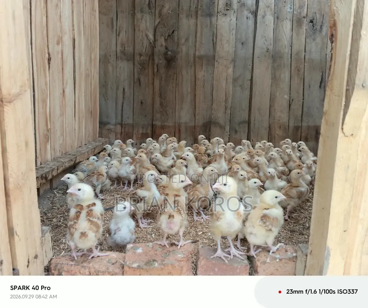 3 Weeks Old Improved Kienyeji Chicks