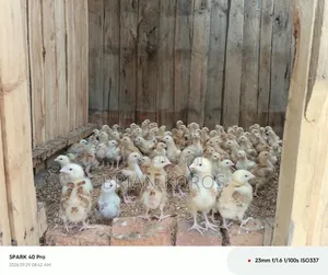 3 Weeks Old Improved Kienyeji Chicks