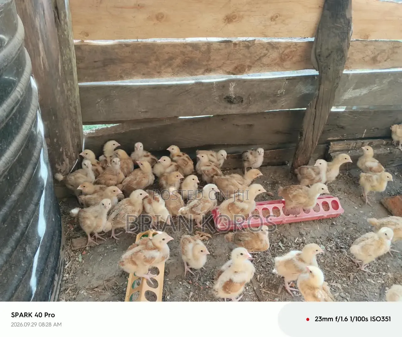 3 Weeks Old Improved Kienyeji Chicks