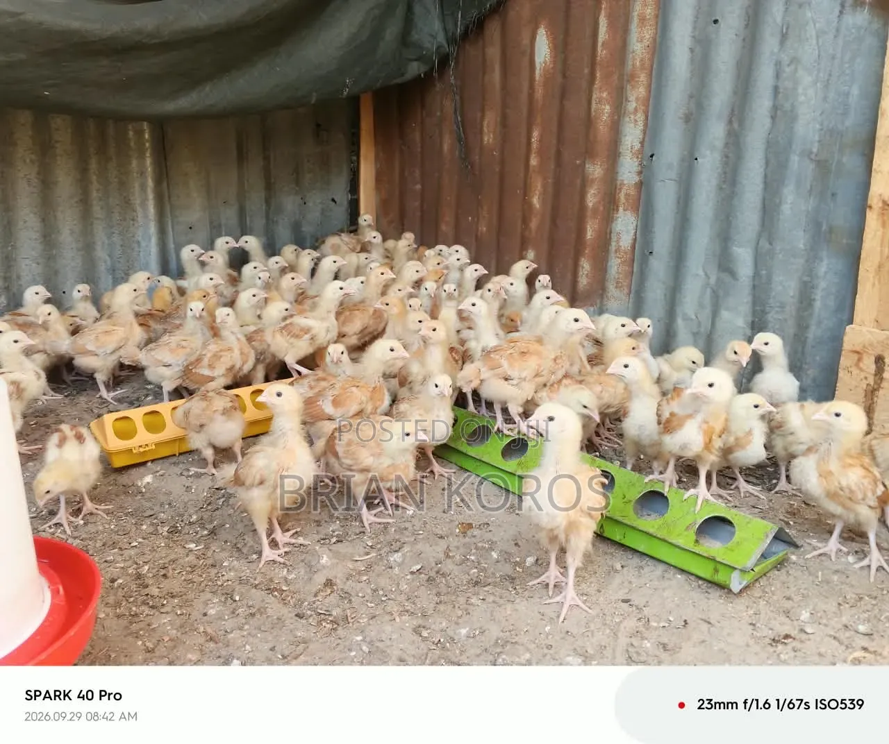 3 Weeks Old Improved Kienyeji Chicks