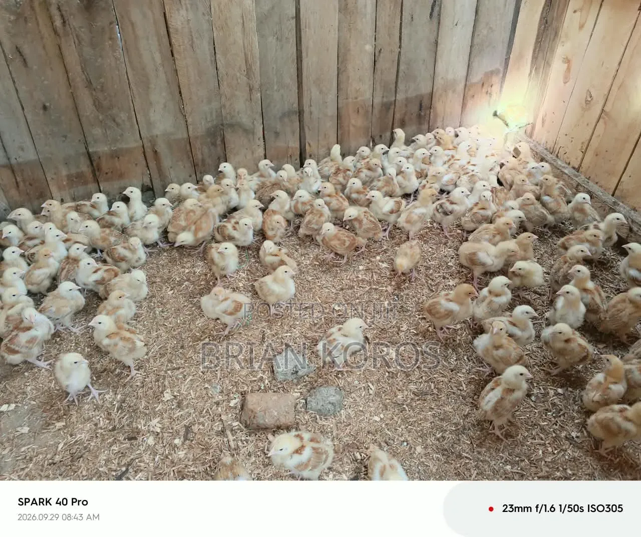 3 Weeks Old Improved Kienyeji Chicks