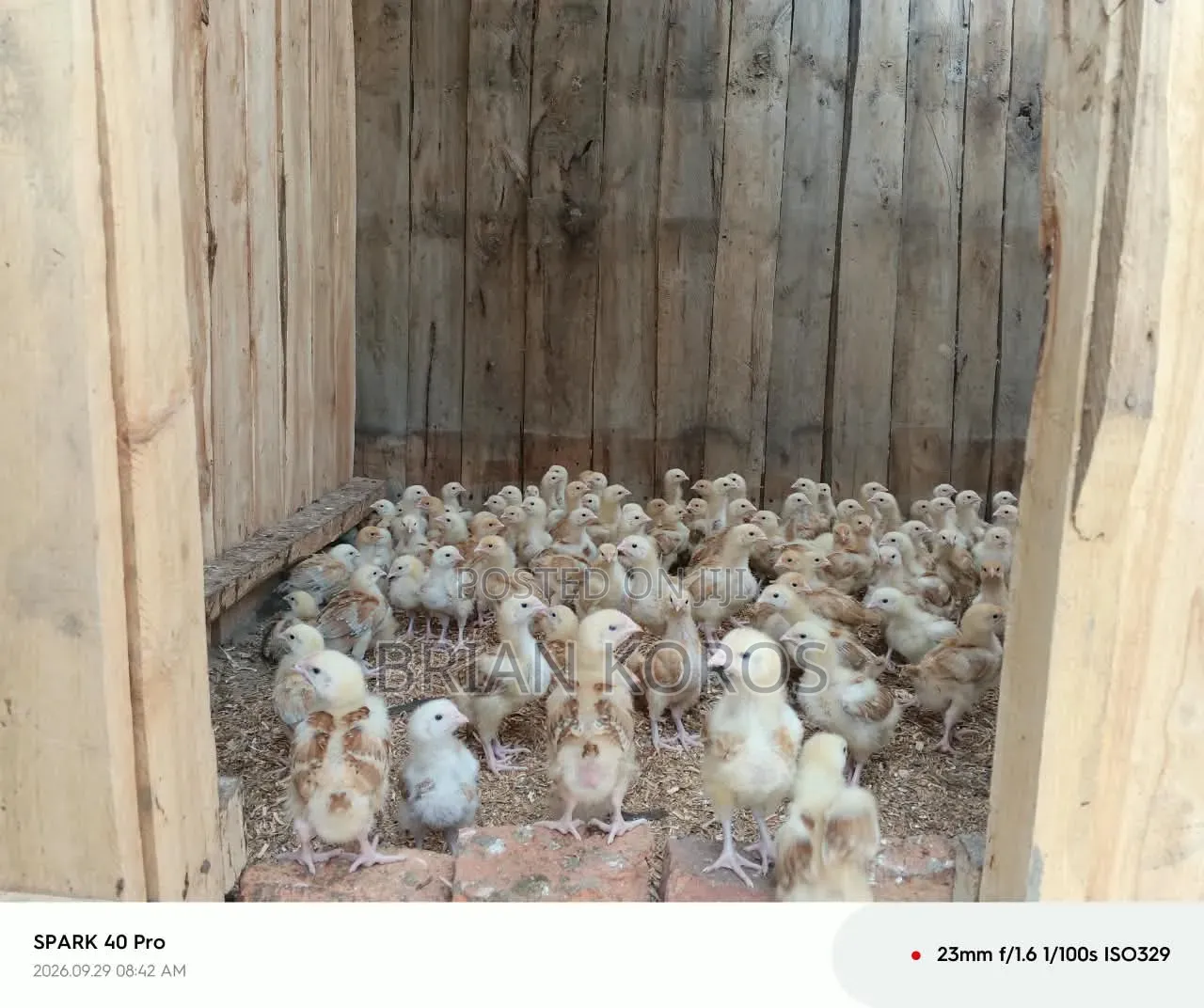 3 Weeks Old Improved Kienyeji Chicks