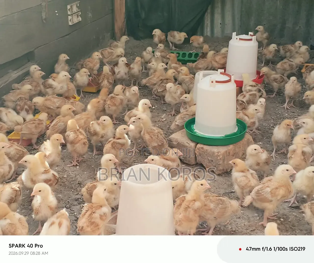 3 Weeks Old Improved Kienyeji Chicks