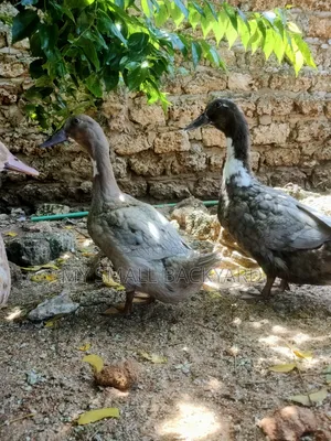 Female Blue Swedish Ducks