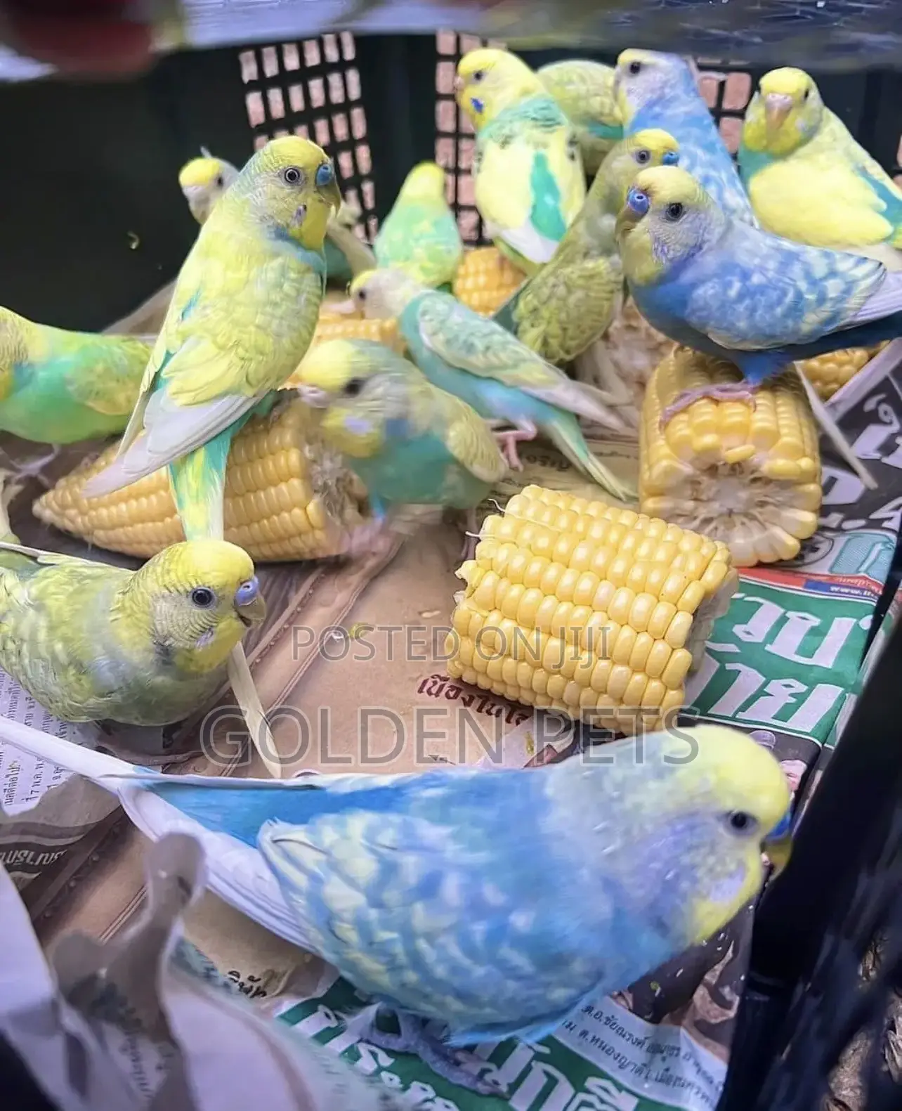 Budgies Available