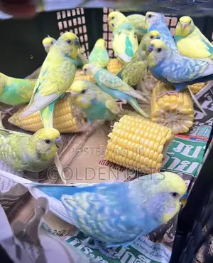 Budgies Available