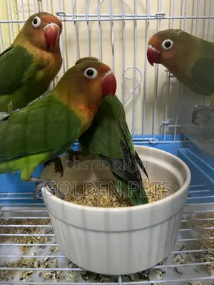 Healthy Lovebirds