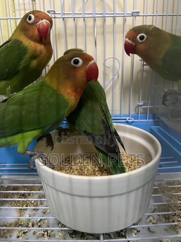 Healthy Lovebirds - main view