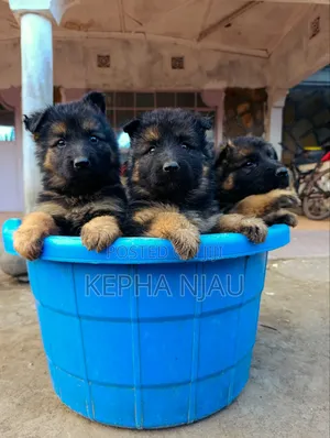 1-3 months Male Purebred German Shepherd