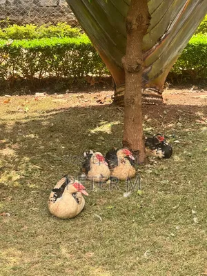 Ducks for Sale