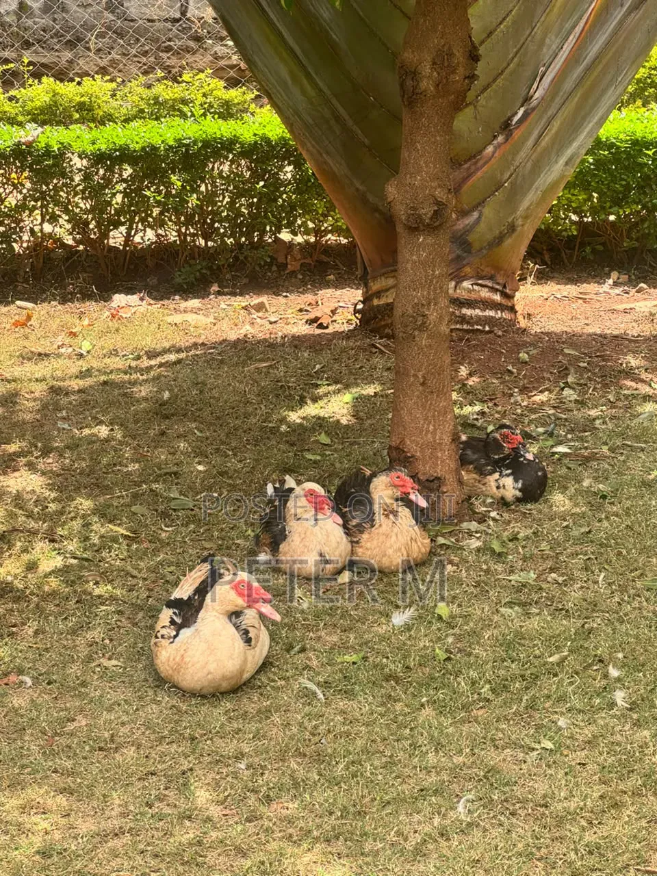 Ducks for Sale