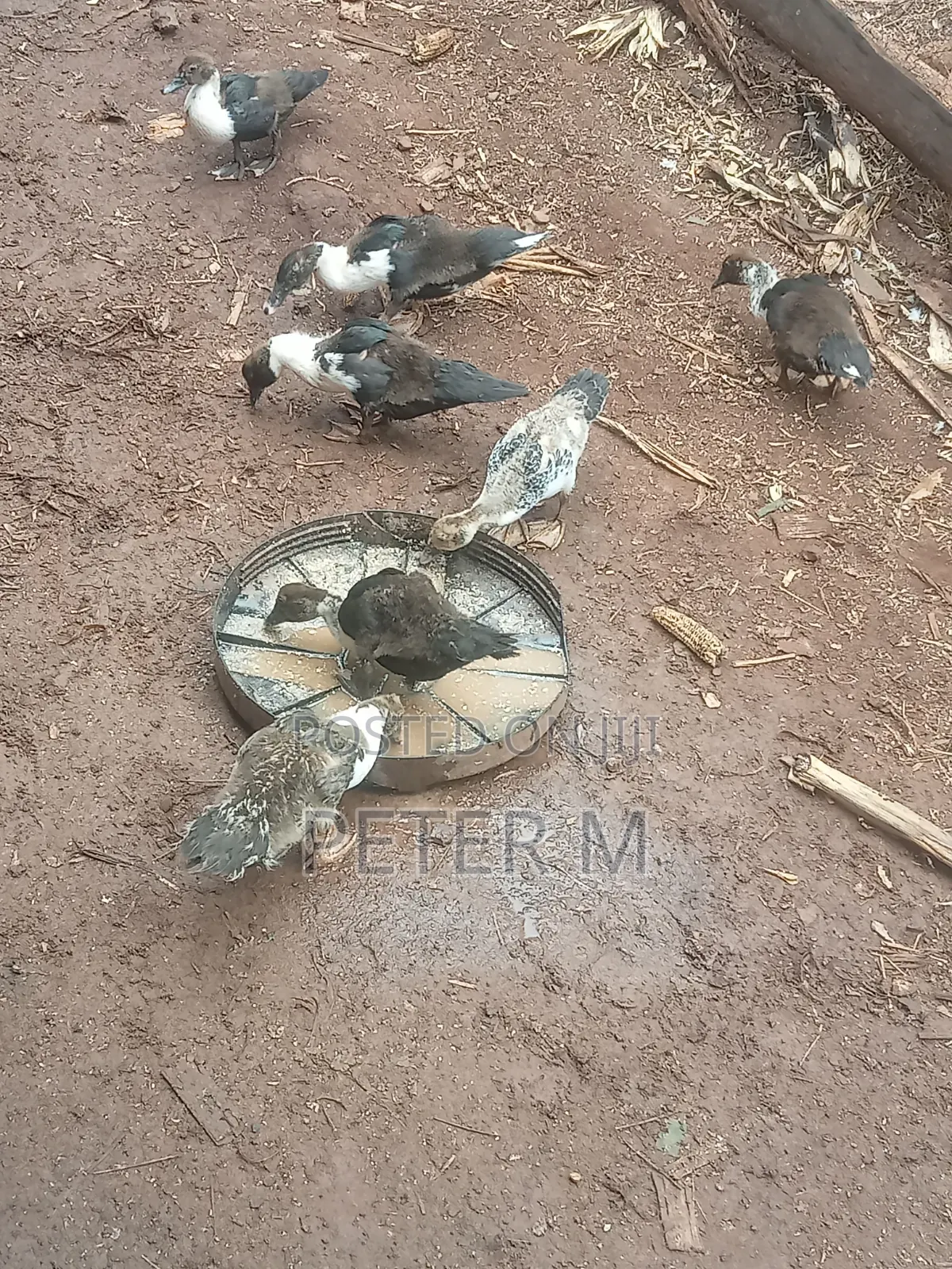 Ducks for Sale