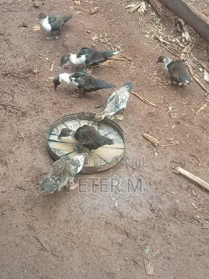 Ducks for Sale