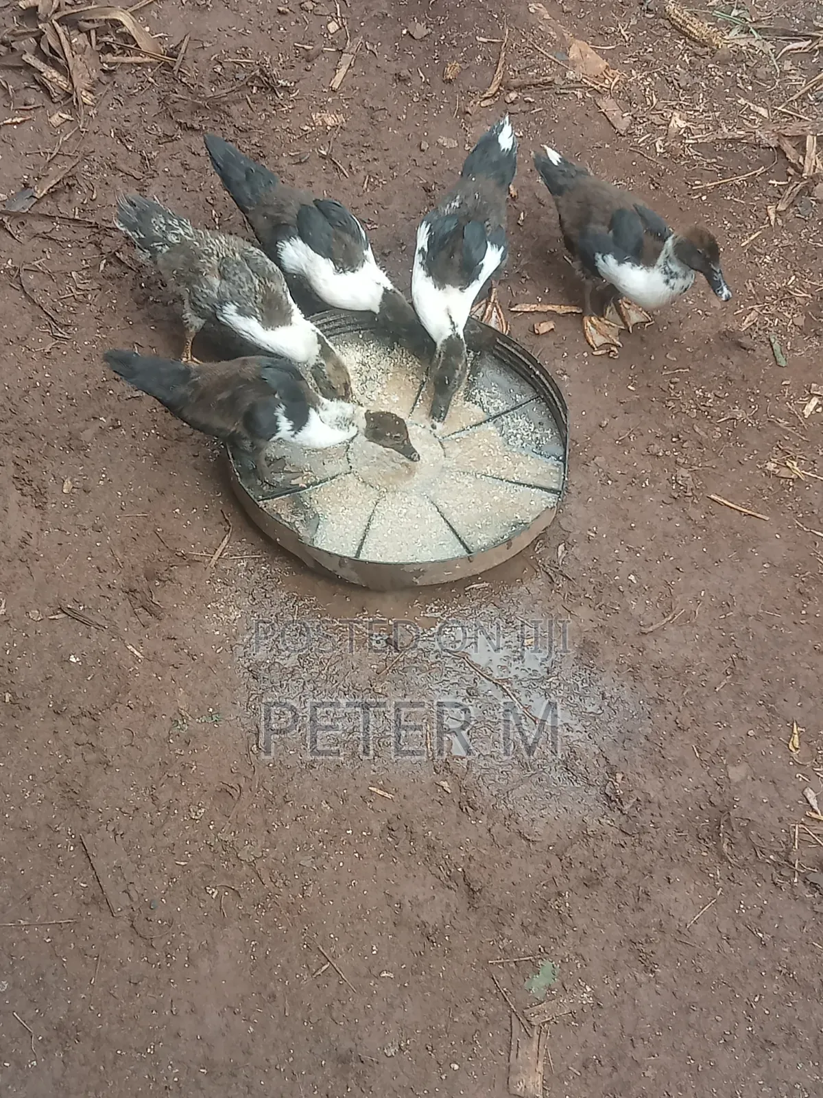 Ducks for Sale