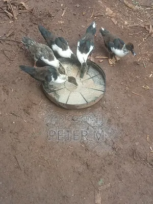 Ducks for Sale
