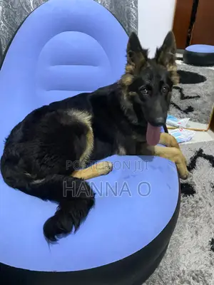 3-6 months Male Purebred German Shepherd