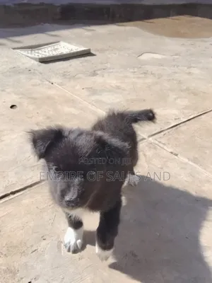 1-3 months Female Purebred Japanese Spitz