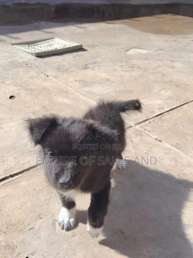 1-3 months Female Purebred Japanese Spitz - main view