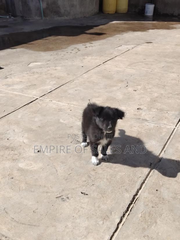 1-3 months Female Purebred Japanese Spitz - thumbnail 2