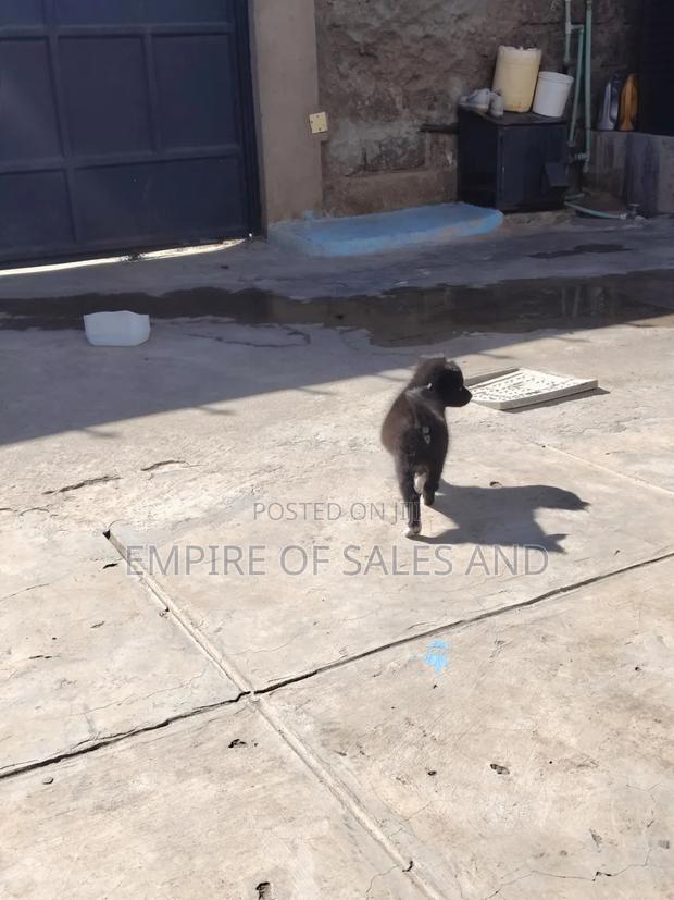 1-3 months Female Purebred Japanese Spitz - thumbnail 3