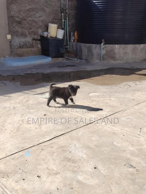 1-3 months Female Purebred Japanese Spitz - thumbnail 4
