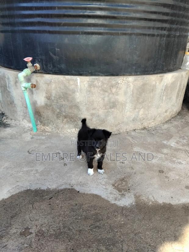 1-3 months Female Purebred Japanese Spitz - thumbnail 5