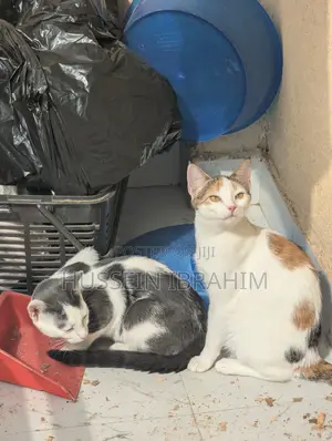 6-12 months Male Mixed Breed Cat