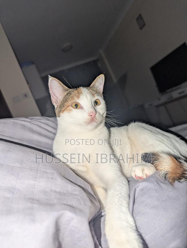 6-12 months Male Mixed Breed Cat - thumbnail 2