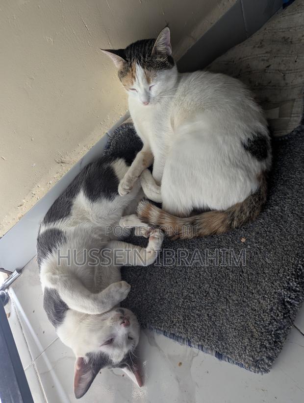 6-12 months Male Mixed Breed Cat - thumbnail 3