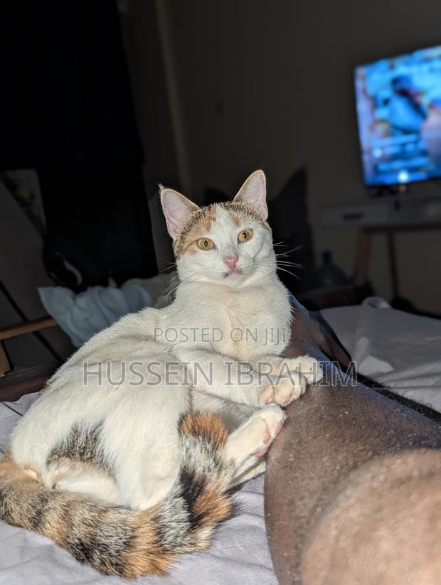 6-12 months Male Mixed Breed Cat - thumbnail 4