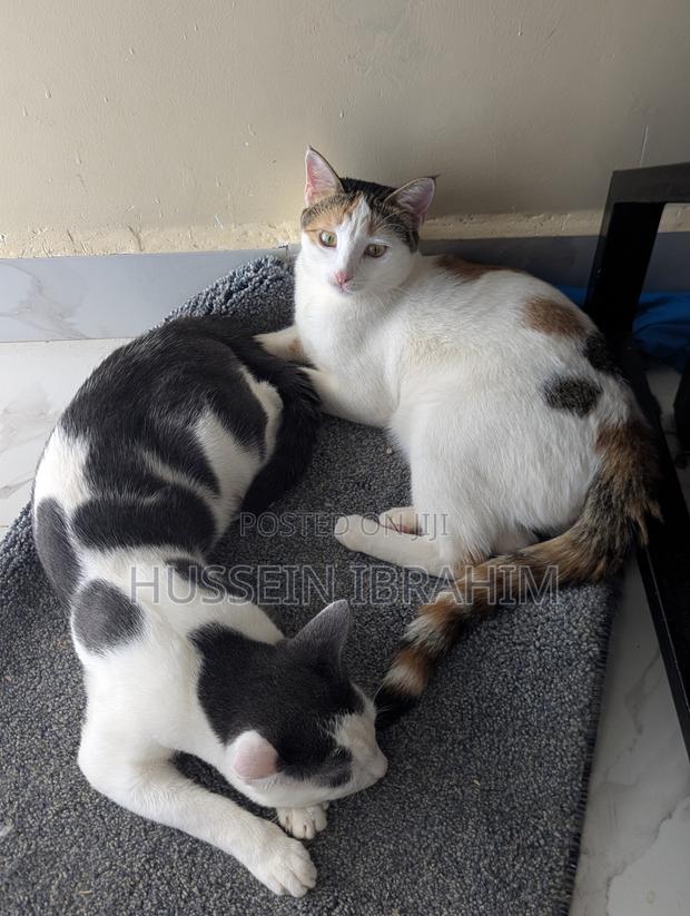 6-12 months Male Mixed Breed Cat - thumbnail 5