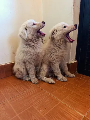 1-3 months Male Purebred Japanese Spitz