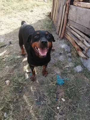 1+ year Female Purebred Rottweiler