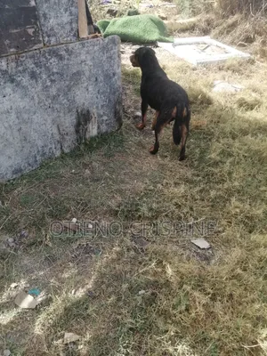 3-6 months Female Purebred Rottweiler